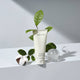 Enlarge image of Treatment Enzyme Cleansing Foam ingredient